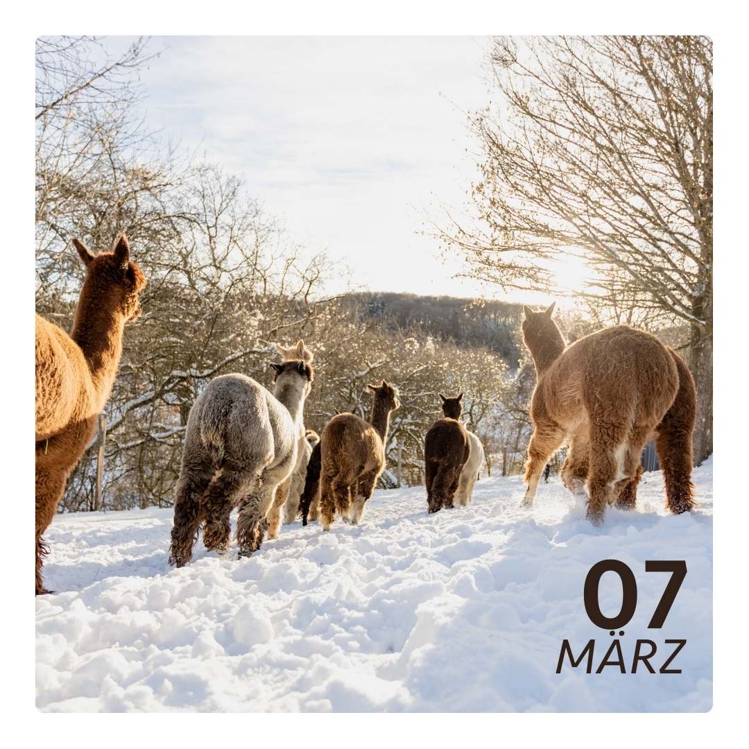 Sa. 07.03.26 - ALPAKA WINTERFLAUSCH