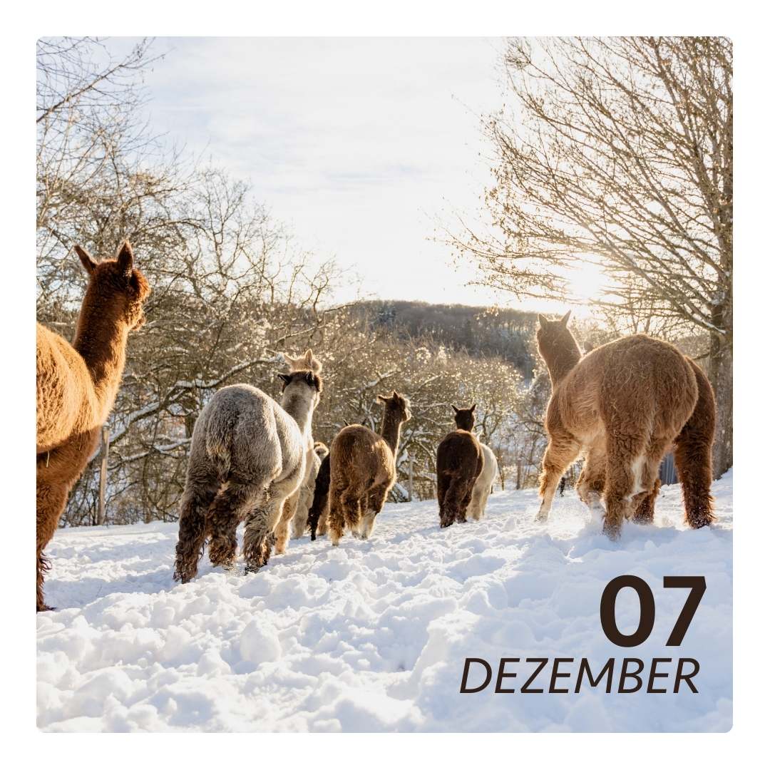 So. 07.12.25 - ALPAKA WINTERFLAUSCH