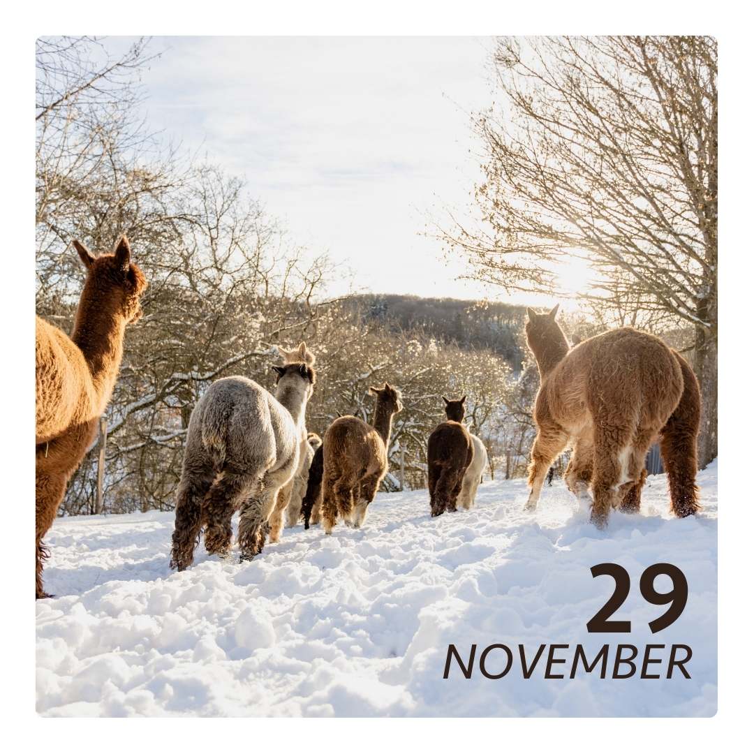 Sa. 29.11.25 - ALPAKA WINTERFLAUSCH