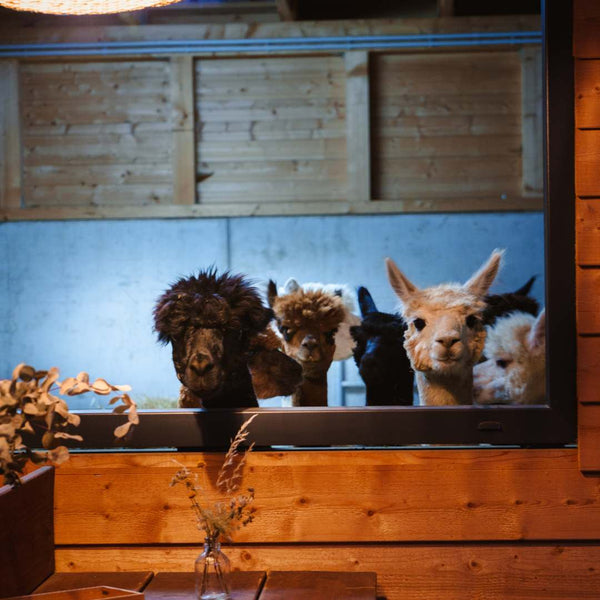 Alpakas, Wein & Sternschnuppen