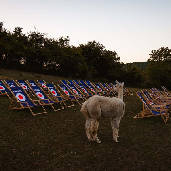 Alpakas, Wein & Sternschnuppen