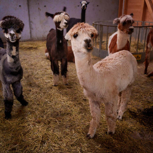 Alpakas, Wein & Sternschnuppen