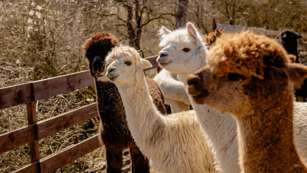 Das Alpaka Start-Up.