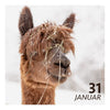 So. 31.01.27 - ALPAKA WINTERFLAUSCH