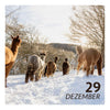 Mo. 29.12.25 - ALPAKA WINTERFLAUSCH