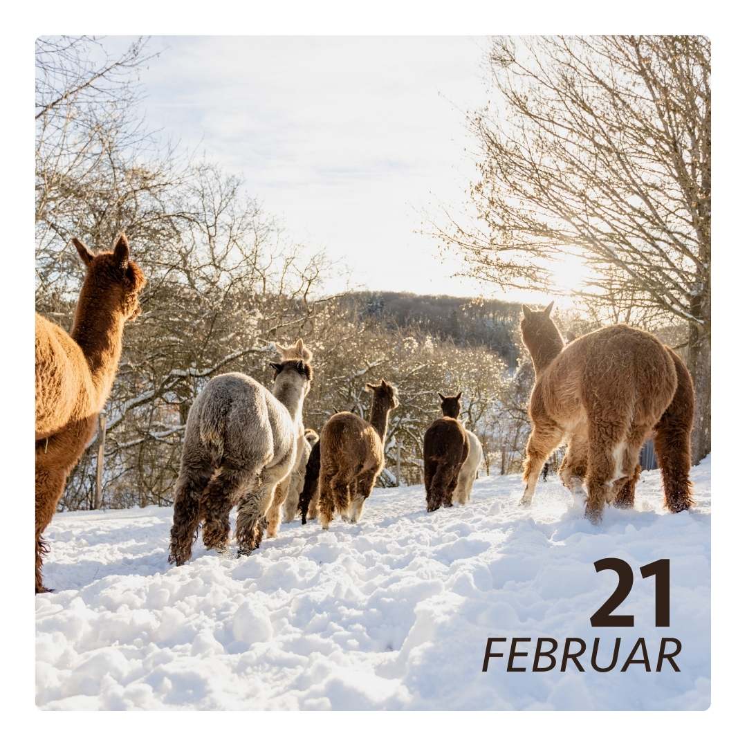 Sa. 21.02.26 - ALPAKA WINTERFLAUSCH