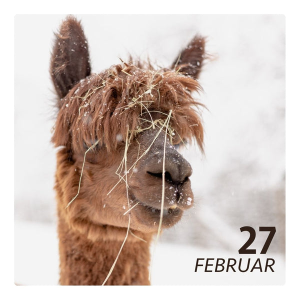 Sa. 27.02.27 - ALPAKA WINTERFLAUSCH