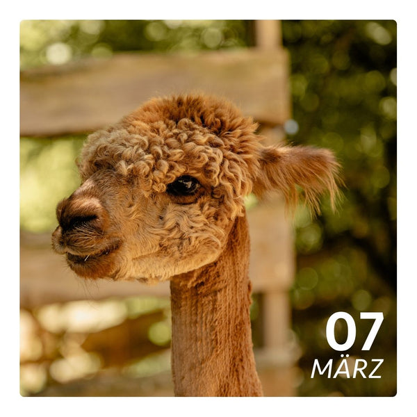 So. 07.03.27 - ALPAKA