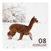 Sa. 08.02.25 - ALPACA