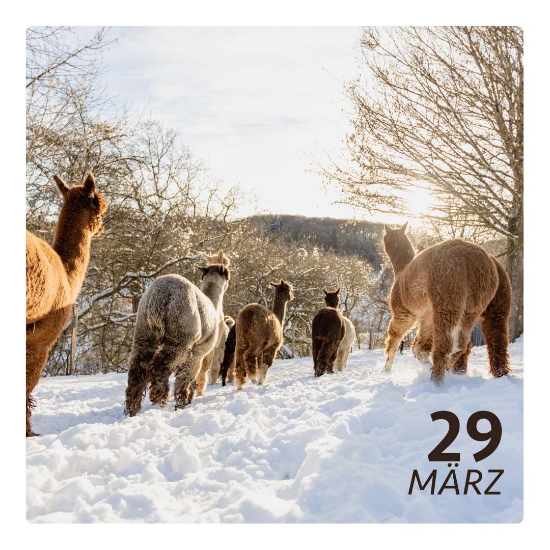 So. 29.03.26 - ALPAKA WINTERFLAUSCH