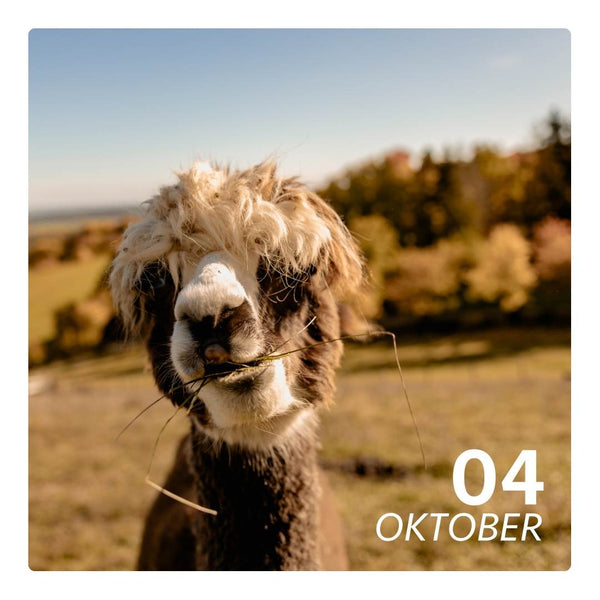 So. 04.10.26 - ALPAKA