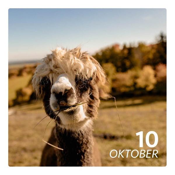 Sa. 10.10.26 - ALPAKA