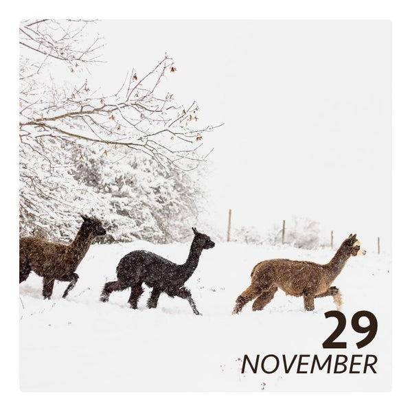 So. 29.11.26 - ALPAKA WINTERFLAUSCH
