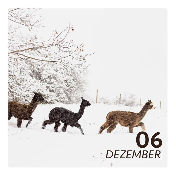 So. 06.12.26 - ALPAKA WINTERFLAUSCH