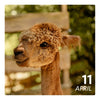 So. 11.04.27 - ALPAKA
