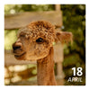 So. 18.04.27 - ALPAKA