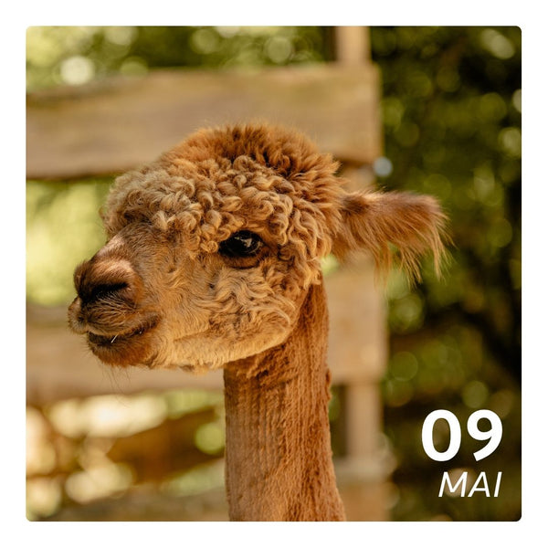 So. 09.05.27 - ALPAKA
