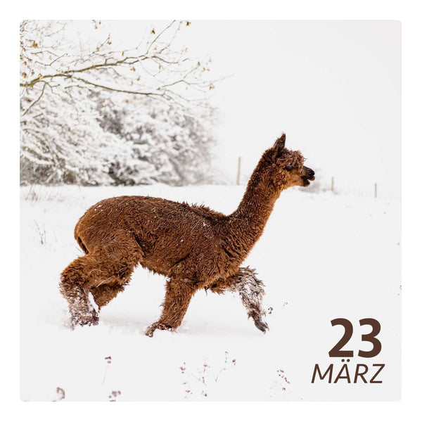 So. 23.03.25 - ALPACA