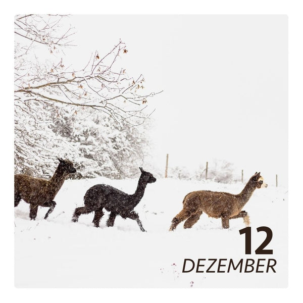 Sa. 12.12.26 - ALPAKA WINTERFLAUSCH