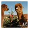 Di. 29.12.26 - ALPAKA WINTERFLAUSCH