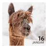 Sa. 16.01.27 - ALPAKA WINTERFLAUSCH