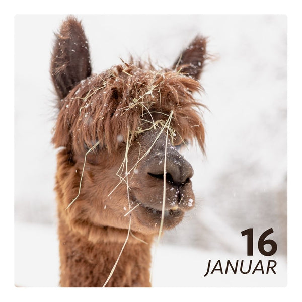Sa. 16.01.27 - ALPAKA WINTERFLAUSCH