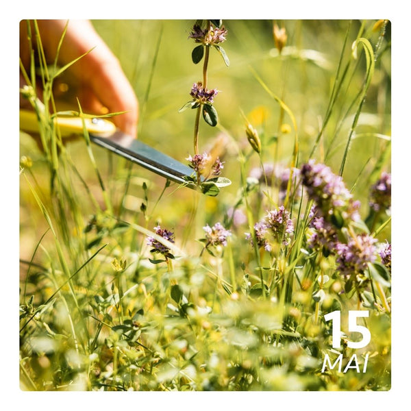 Sa. 15.05.2027 - KRÄUTER