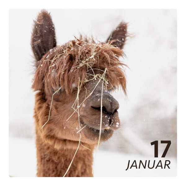 So. 17.01.27 - ALPAKA WINTERFLAUSCH
