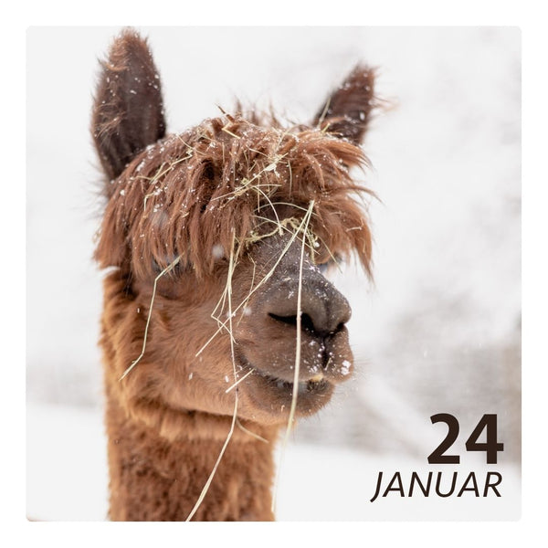 So. 24.01.27 - ALPAKA WINTERFLAUSCH