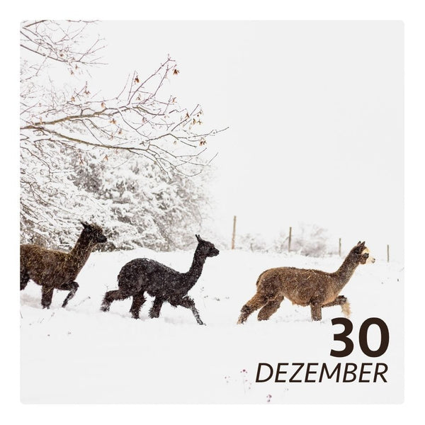 Mi. 30.12.26 - ALPAKA WINTERFLAUSCH