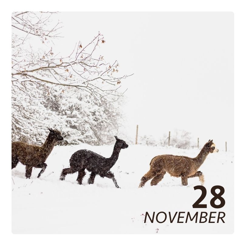 Sa. 28.11.26 - ALPAKA WINTERFLAUSCH