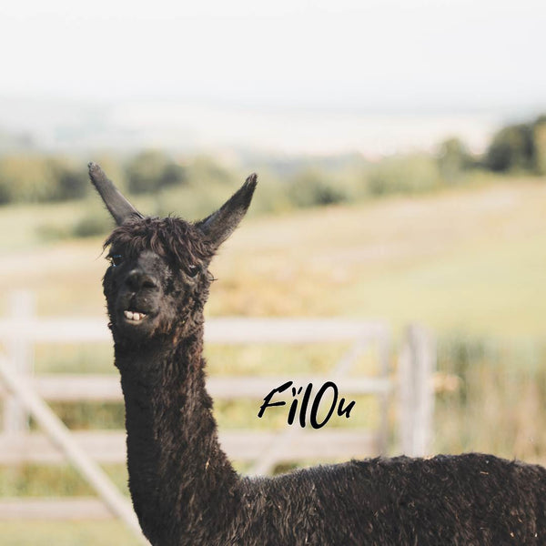 Jährliche Alpaka Patenschaft