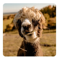 <b>ALPAKA</b><p> Erlebnisse</p>