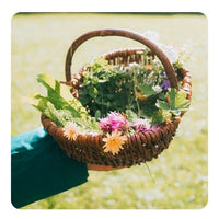 <b>KRÄUTER </b><p>Wanderung</p>