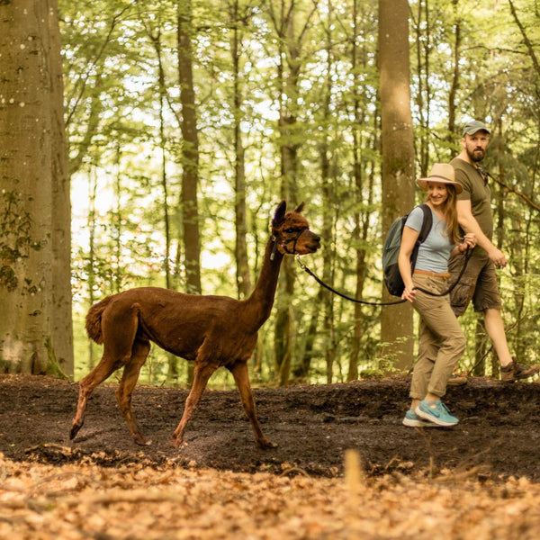 Family Alpakawanderung